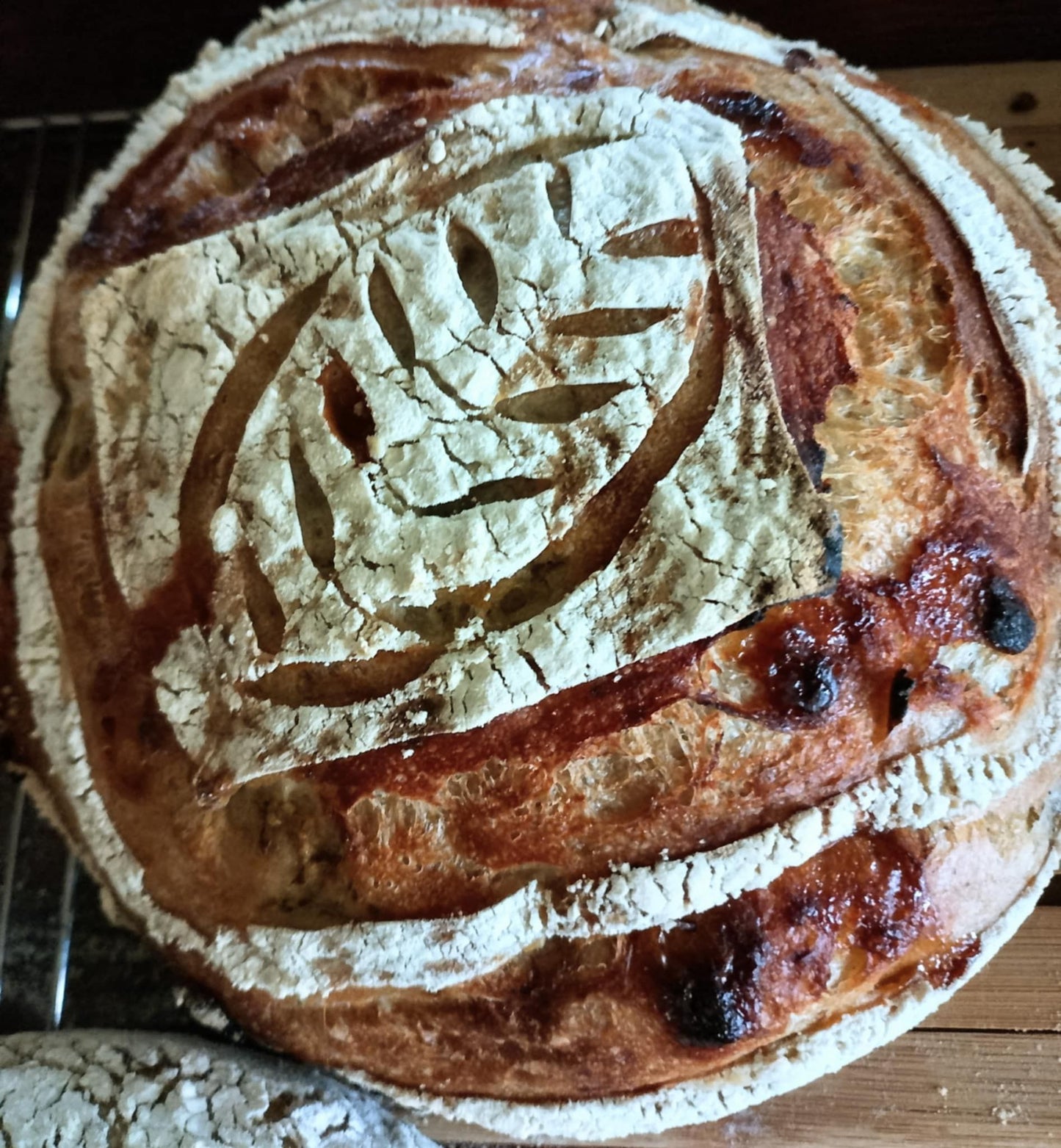 Squirrelly Girl Sourdough Starter