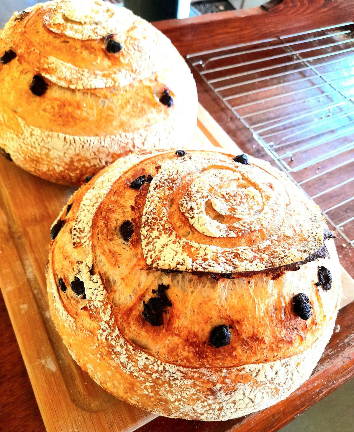 Squirrelly Girl Sourdough Starter - dehydrated sourdough starter
